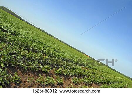 Crop in a field View Large Photo Image Stock Image - Crop in a field. Fotosearch