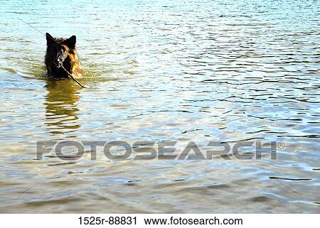 Dog swimming in water View Large Photo Image Stock Image - Dog swimming in water. Fotosearch