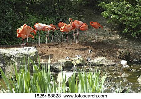 Flock of flamingos View Large Photo Image Stock Photo - Flock of flamingos. Fotosearch