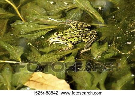 High angle view of a frog on leaves View Large Photo Image Stock Image - High angle view of a frog on leaves. Fotosearch