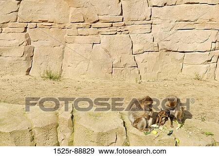 High angle view of two monkeys feeding their young one View Large Photo Image Stock Photo - High angle view of two monkeys feeding their young one. Fotosearch