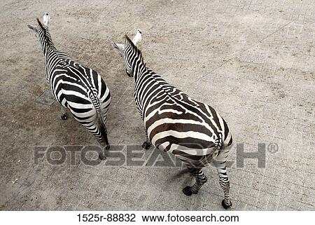Stock Image - High angle view of two zebras walking. Fotosearch