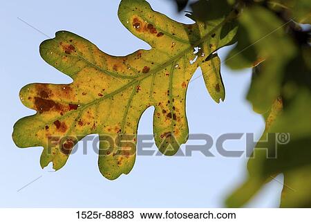 Low angle view of a leaf View Large Photo Image Stock Image - Low angle view of a leaf. Fotosearch