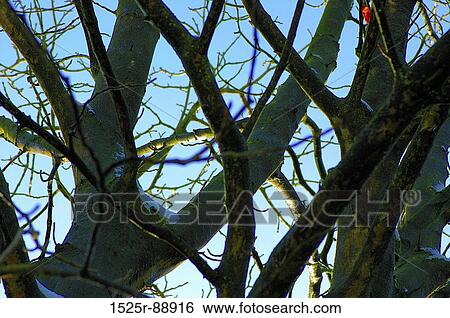 Stock Photograph - Low angle view of bare trees. Fotosearch