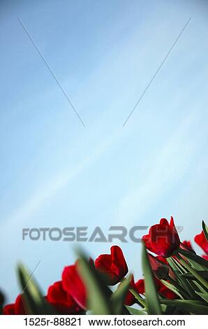 Low angle view of tulips View Large Photo Image Stock Image - Low angle view of tulips. Fotosearch