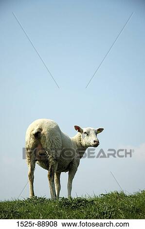 Sheep in a field View Large Photo Image Stock Photo - Sheep in a field. Fotosearch