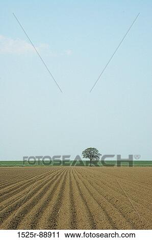 Stock Image - Tree in a plowed field. Fotosearch