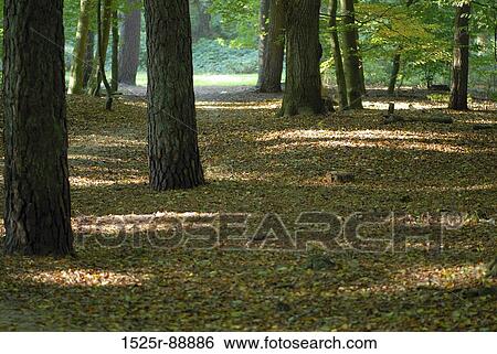 Trees in a forest View Large Photo Image Stock Photograph - Trees in a forest. Fotosearch