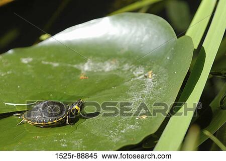 Turtle on a lily pad View Large Photo Image Stock Photography - Turtle on a lily pad. Fotosearch