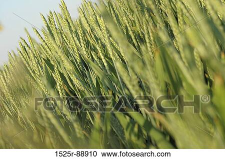 Wheat crop in a field View Large Photo Image Stock Image - Wheat crop in a field. Fotosearch