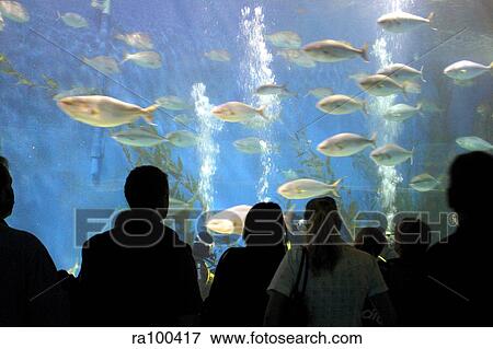 Acquarium View Large Photo Image Stock Photo - Acquarium. Fotosearch