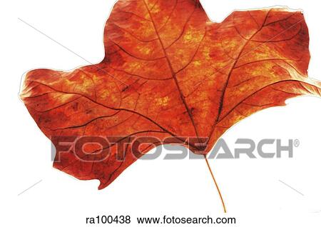 Autumn leaf View Large Photo Image Stock Photo - Autumn leaf. Fotosearch