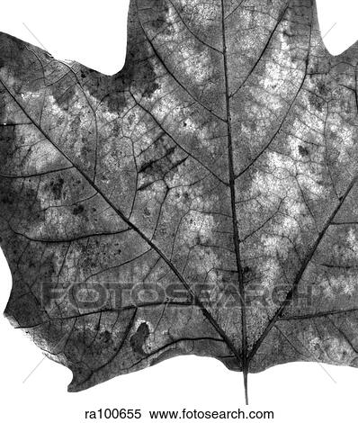 Autumn leaf View Large Photo Image Stock Photography - Autumn leaf. Fotosearch
