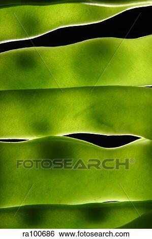 Beans close up View Large Photo Image Stock Photograph - Beans close up. Fotosearch