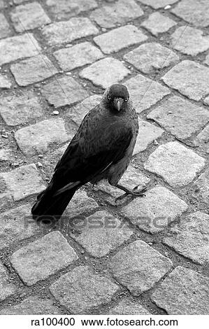 Stock Image - Bird on cobbled street. Fotosearch