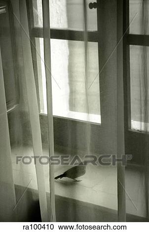 Bird on windowsil View Large Photo Image Stock Image - Bird on windowsil. Fotosearch