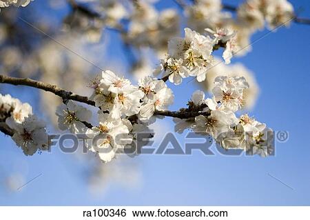 Blossom View Large Photo Image Stock Photograph - Blossom. Fotosearch