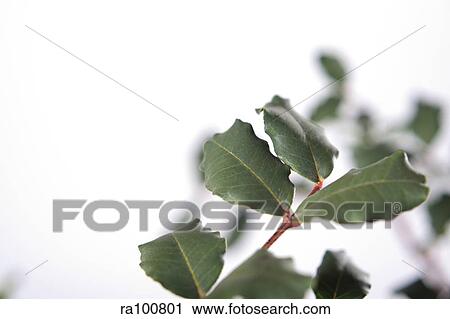 Branch View Large Photo Image Stock Image - Branch. Fotosearch