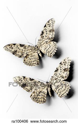 Stock Photograph - Butterflies. Fotosearch