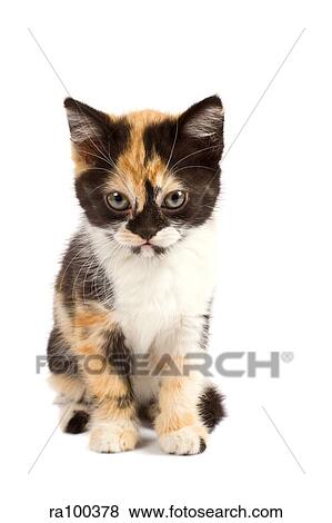 Cat against white View Large Photo Image Stock Photo - Cat against white. Fotosearch