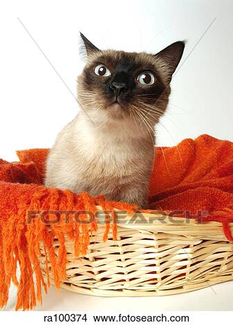 Cat in basket View Large Photo Image Picture - Cat in basket. Fotosearch