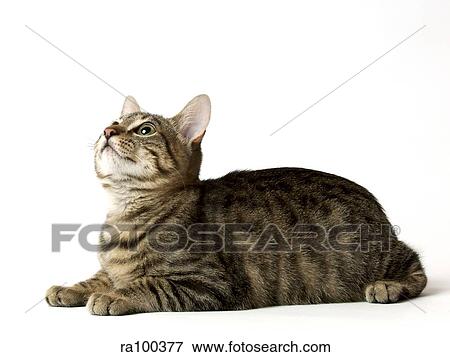 Cat View Large Photo Image Stock Photo - Cat. Fotosearch