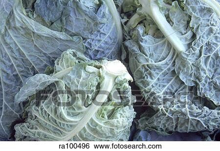 Stock Photograph - Cauliflower. Fotosearch