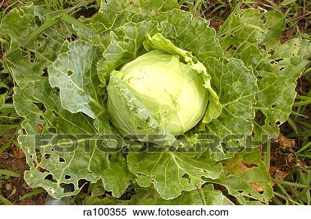 Cauliflower View Large Photo Image Stock Photography - Cauliflower. Fotosearch