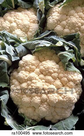 Stock Photography - Cauliflower. Fotosearch