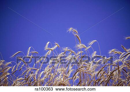 Cereal crop View Large Photo Image Stock Image - Cereal crop. Fotosearch