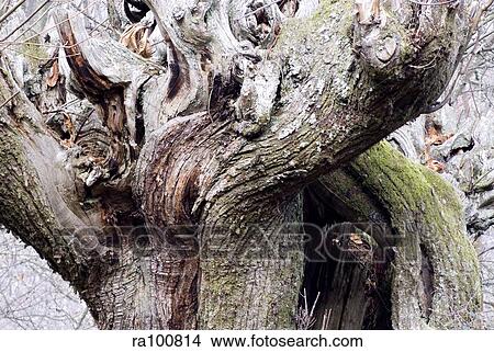 Chestnut tree View Large Photo Image Picture - Chestnut tree. Fotosearch