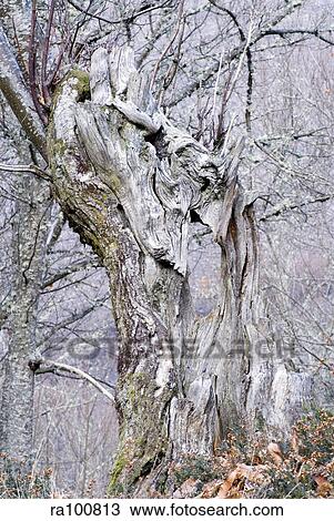 Chestnut tree View Large Photo Image Stock Image - Chestnut tree. Fotosearch