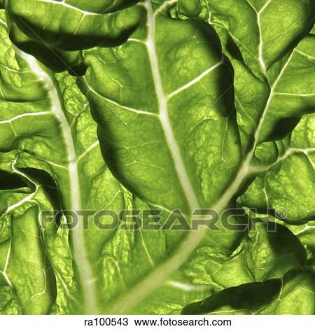 Close up of leaf View Large Photo Image Stock Image - Close up of leaf. Fotosearch