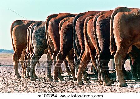 Picture - Cows feeding. Fotosearch