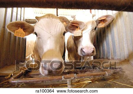 Picture - Cows' heads. Fotosearch