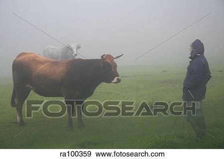 Stock Photo - Cows in mist. Fotosearch