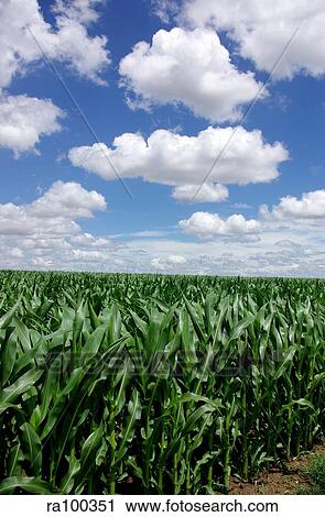 Stock Image - Crop field with sky. Fotosearch
