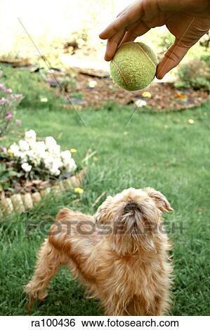 Dog playing View Large Photo Image Stock Photograph - Dog playing. Fotosearch