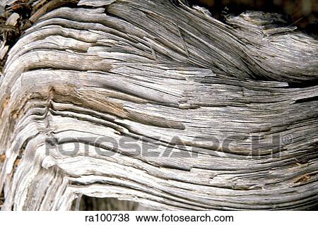 Stock Photo - Dry bark. Fotosearch