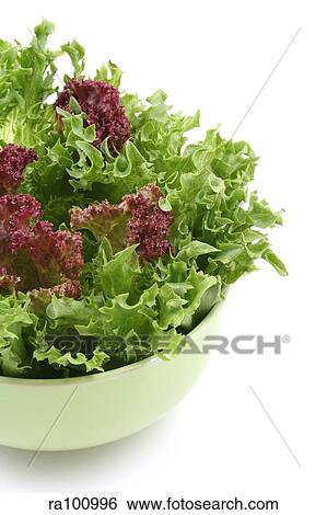 Escarola leaf View Large Photo Image Stock Photograph - Escarola leaf. Fotosearch