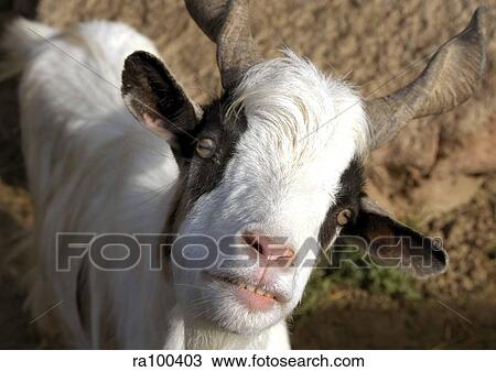 Ewe View Large Photo Image Stock Image - Ewe. Fotosearch