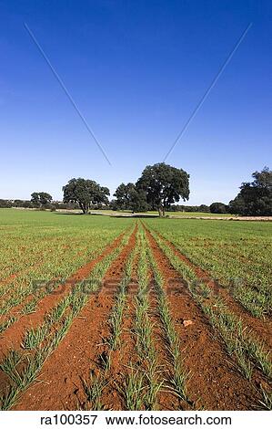 Field View Large Photo Image Stock Photo - Field. Fotosearch