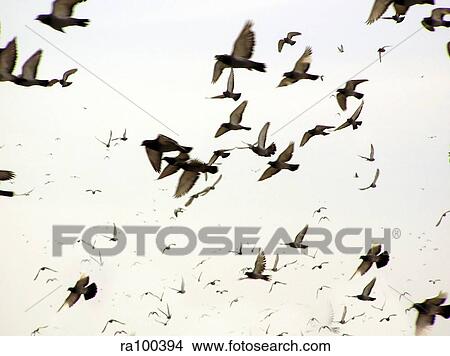 Picture - Flock of birds. Fotosearch