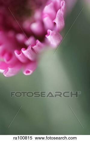 Stock Photography - Flower detail. Fotosearch