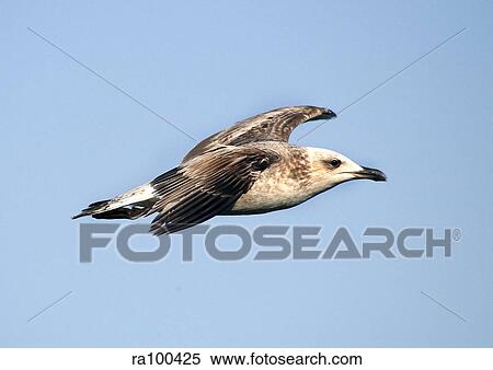 Flying gull View Large Photo Image Stock Photography - Flying gull. Fotosearch
