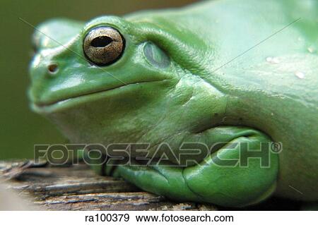 Frog View Large Photo Image Stock Photo - Frog. Fotosearch