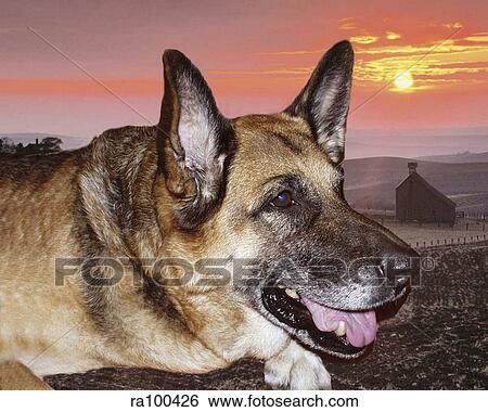 Stock Photograph - German shepherd. Fotosearch