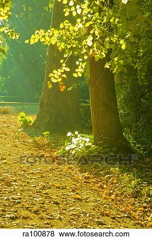 Golden trees View Large Photo Image Stock Photo - Golden trees. Fotosearch