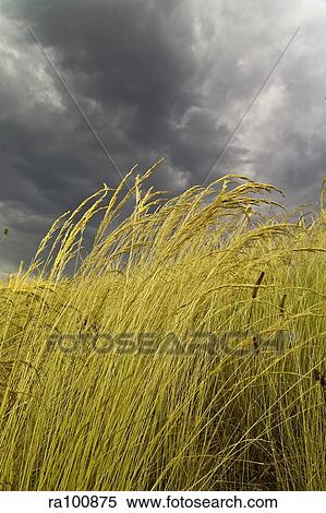 Grass field View Large Photo Image Stock Photography - Grass field. Fotosearch