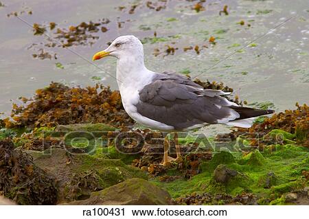 Gull by water View Large Photo Image Stock Image - Gull by water. Fotosearch